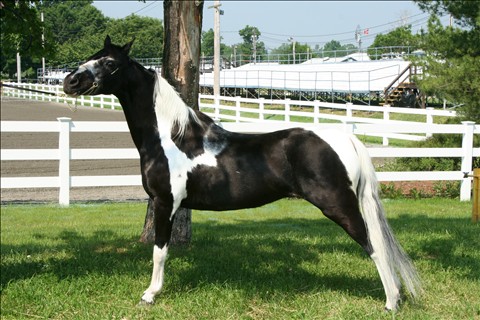 pearl608.jpg